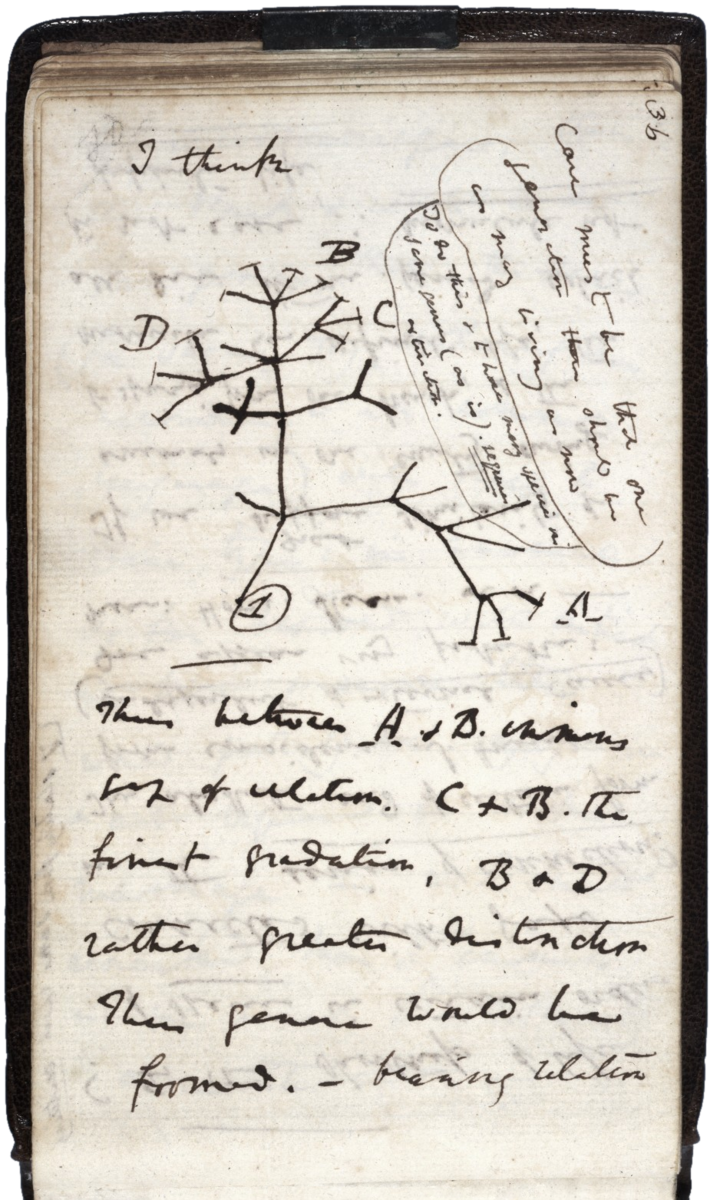 Darwin's tree of species, 1837