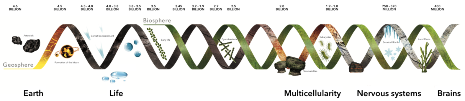 Life on Earth's illustrated timeline, from its origins to nowadays.