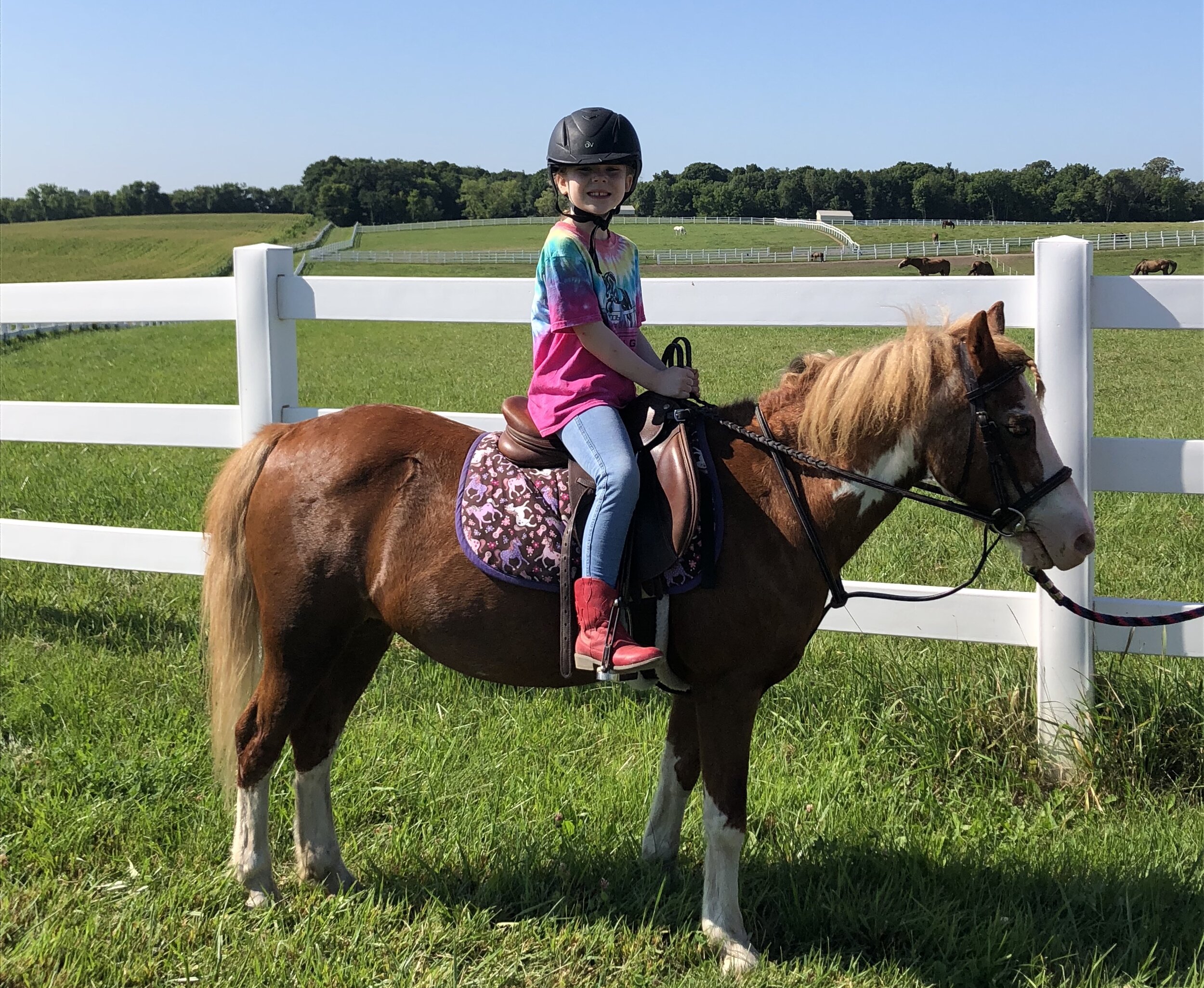 Summer Camp — Golden Gate Equestrian Center