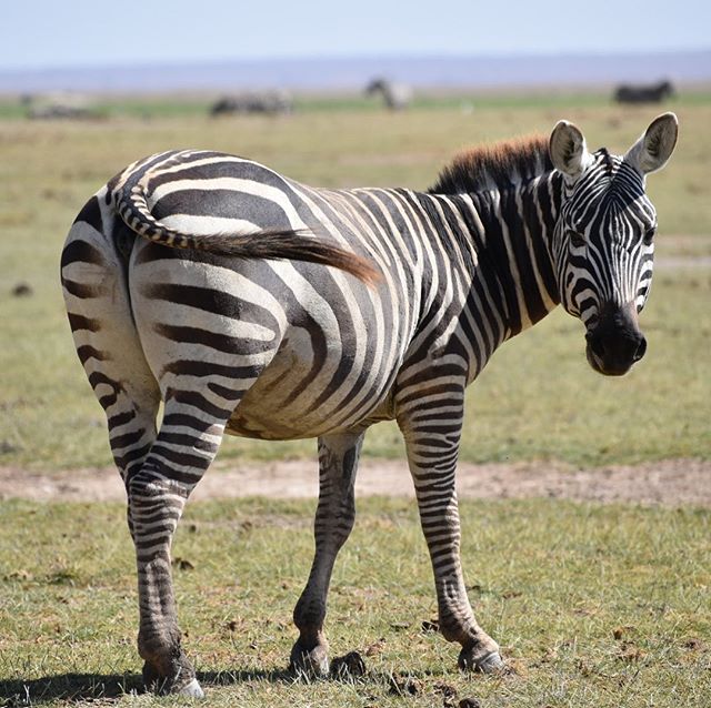 シマウマ #アンボセリ #ケニア #アフリカ #amboseli #kenya #Africa #zebra