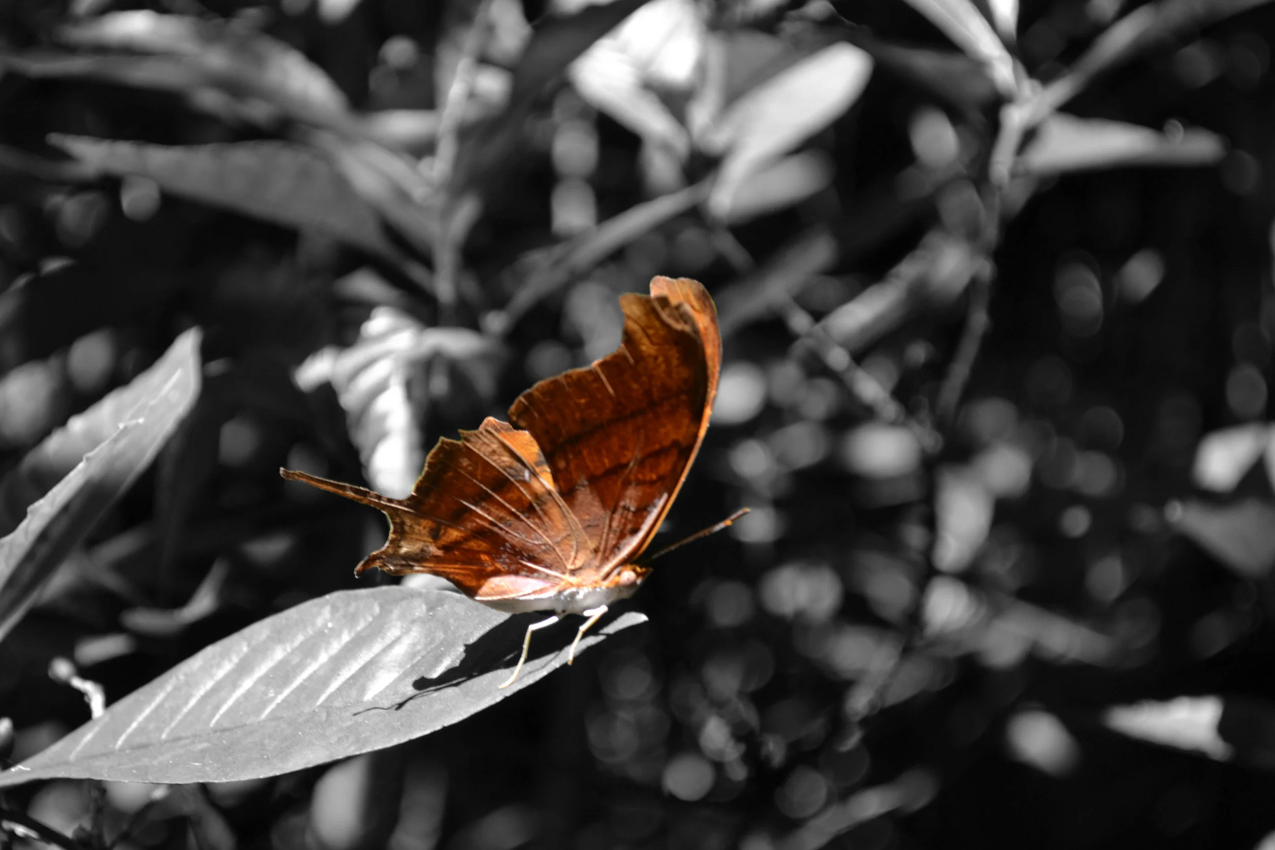 _DSC0291 2.jpg