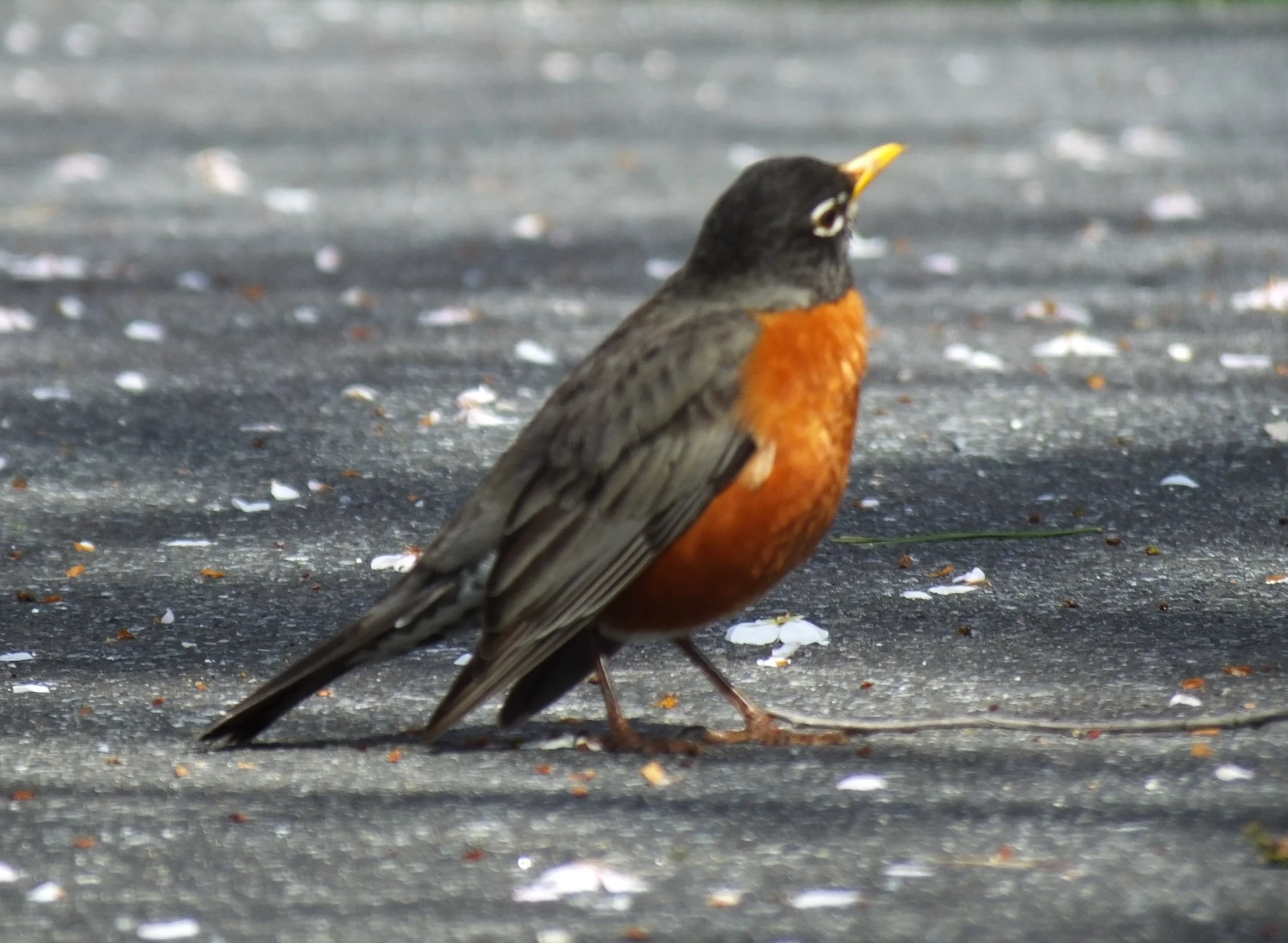 Sweet Robin Fly!
