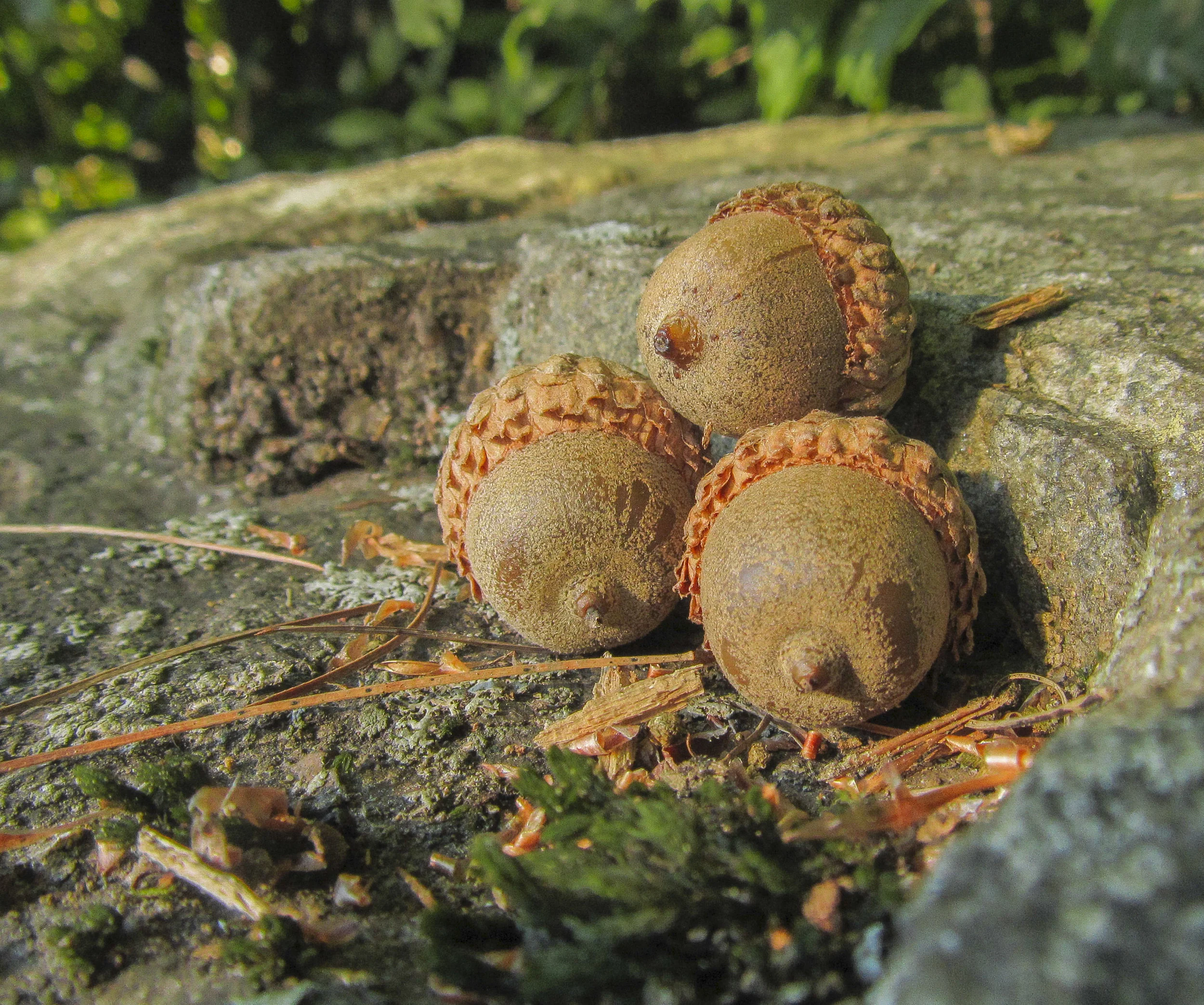 Seeds of Autumn.jpg