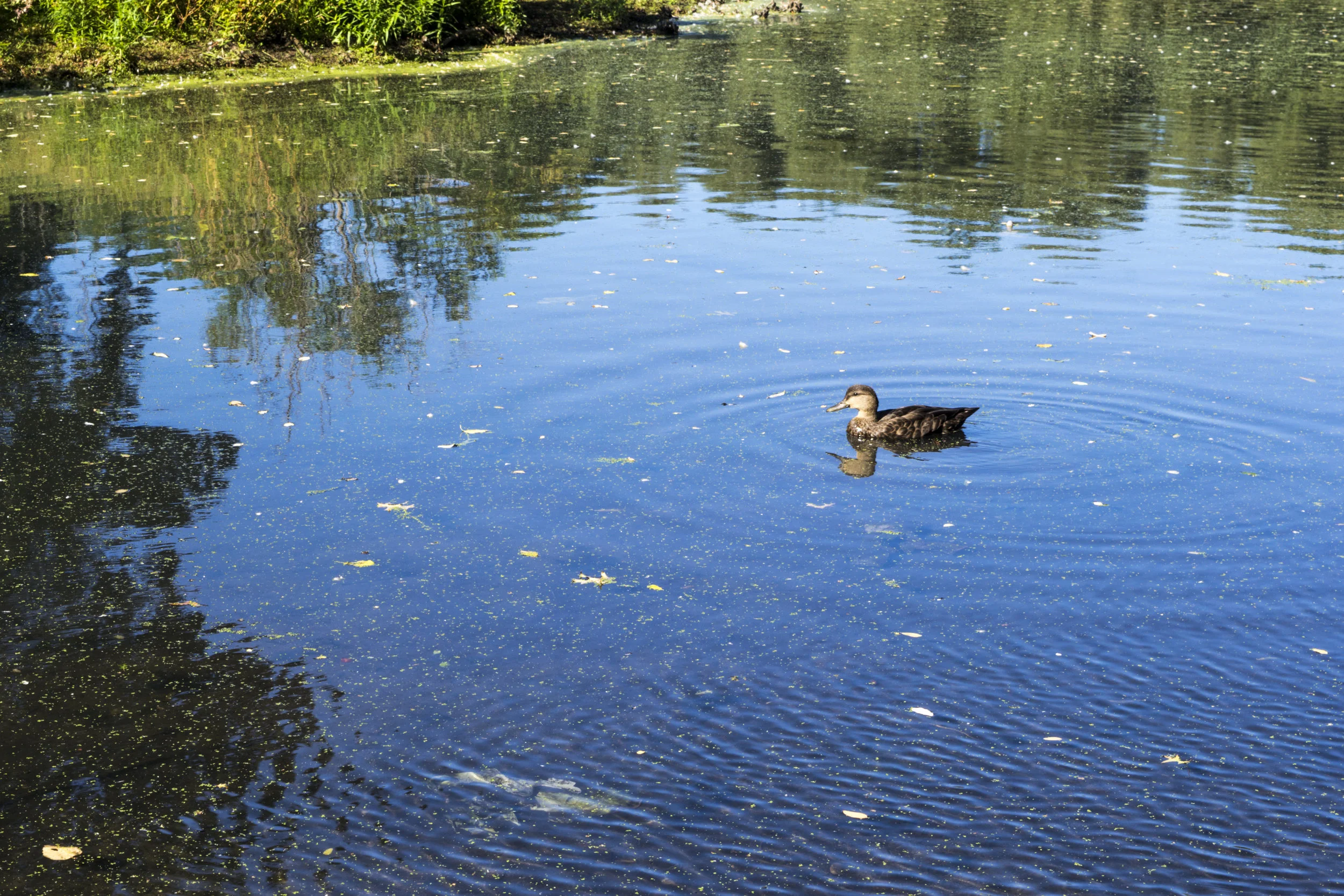 Deapth of Field_1.JPG