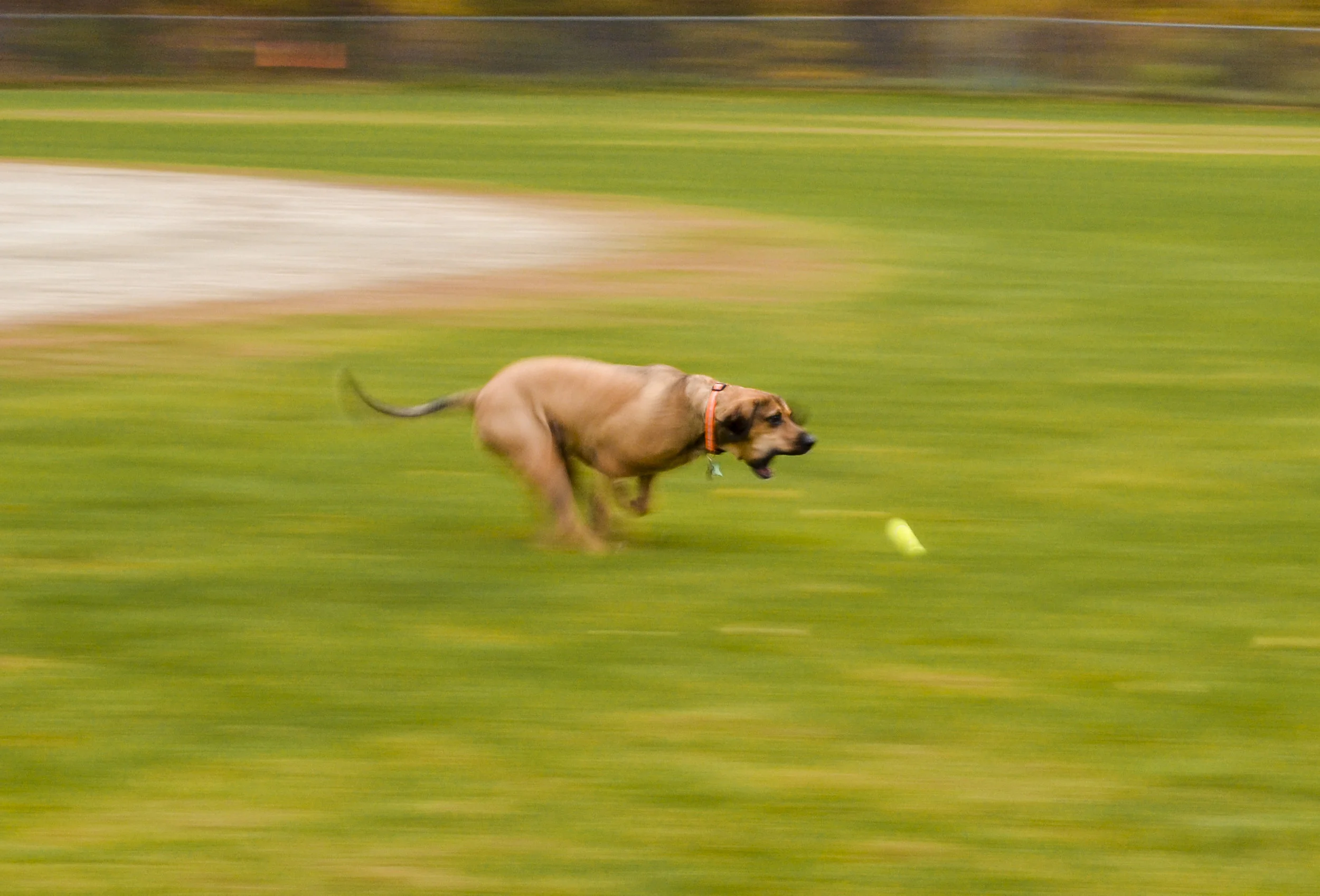 DogPan.JPG