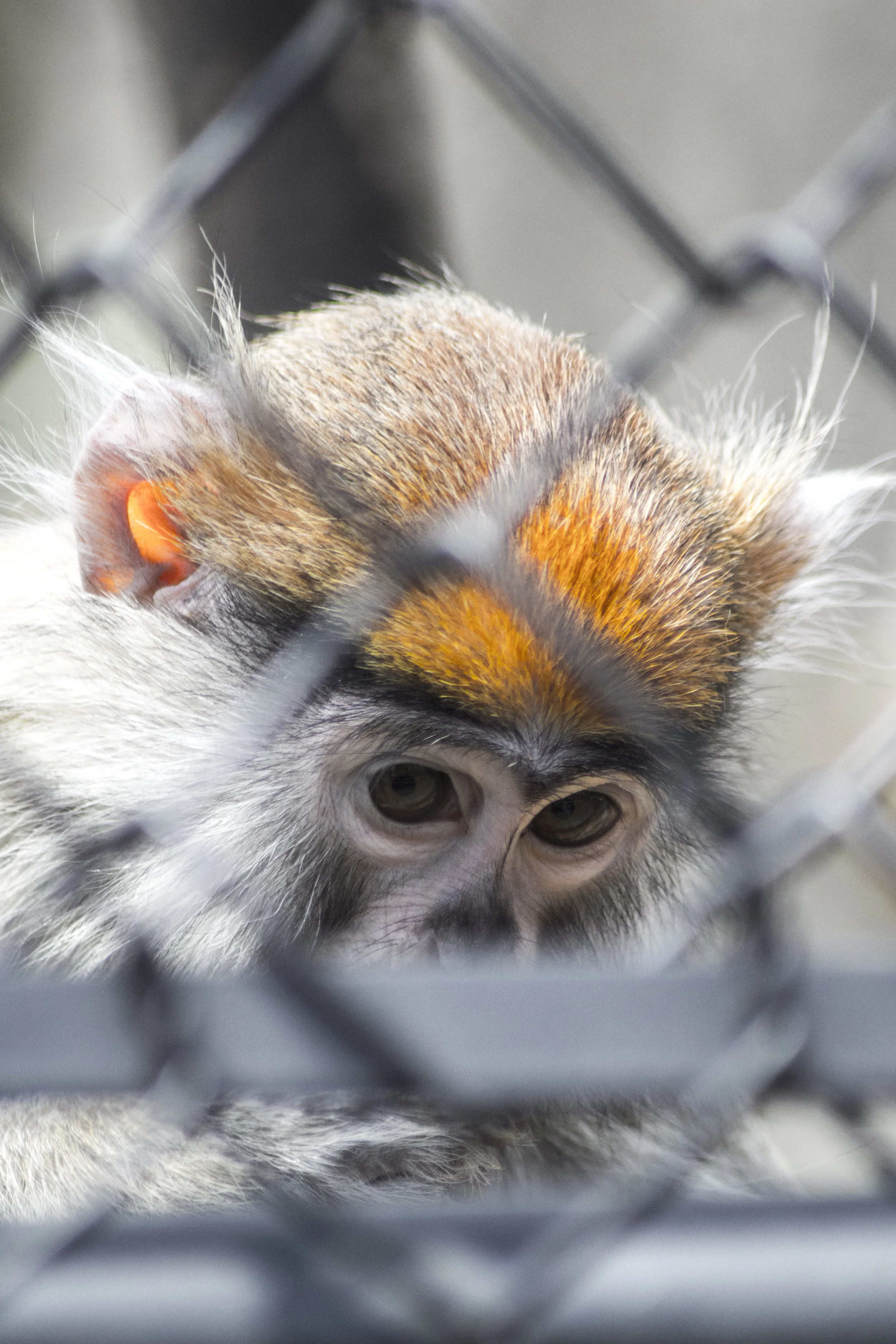 Primape Desperation.JPG