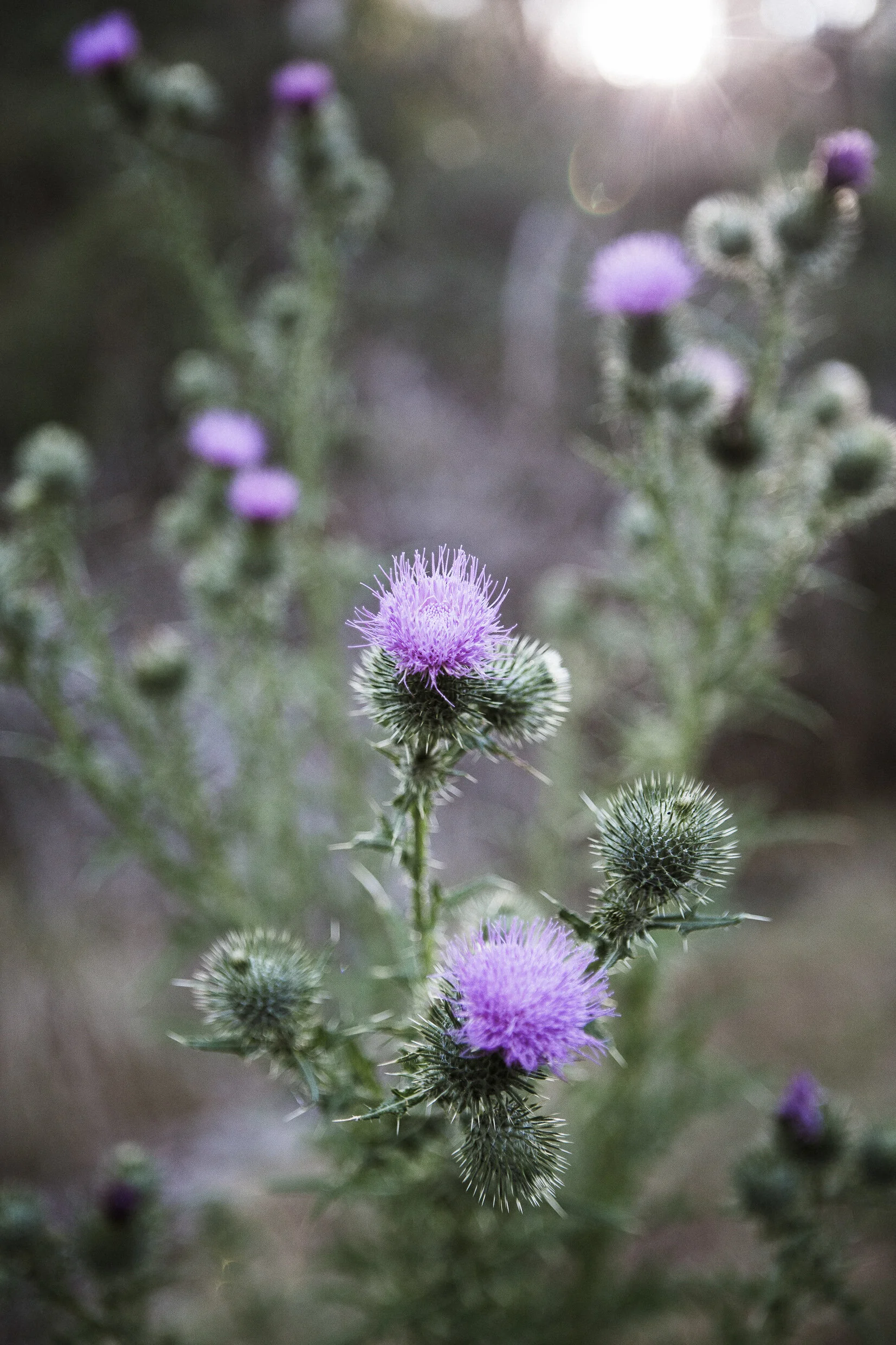 3P3A5596.jpg