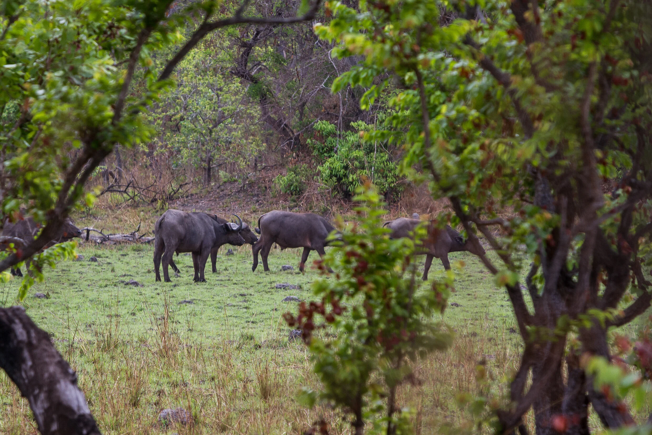 SELOUS-159.jpg