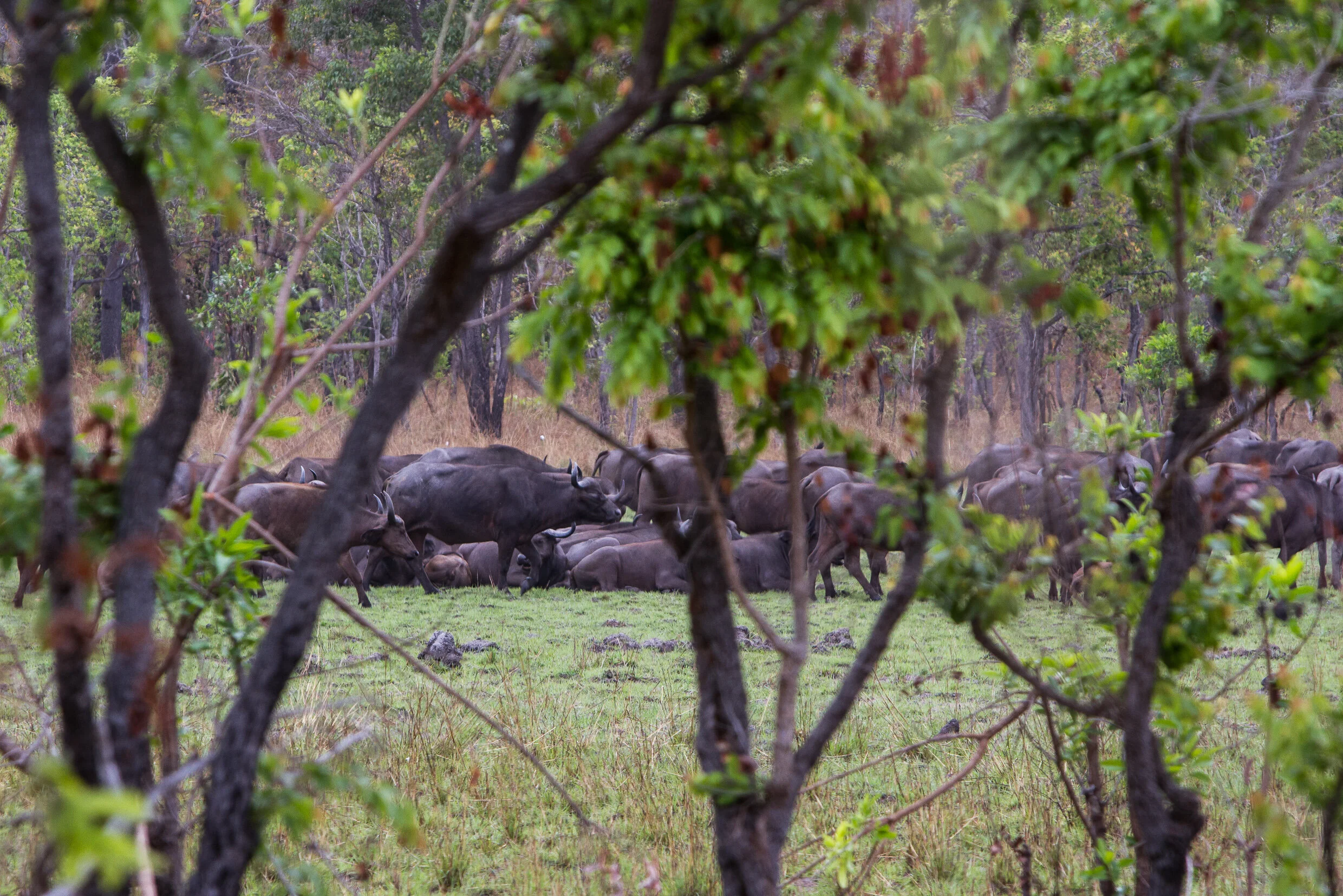 SELOUS-163.jpg