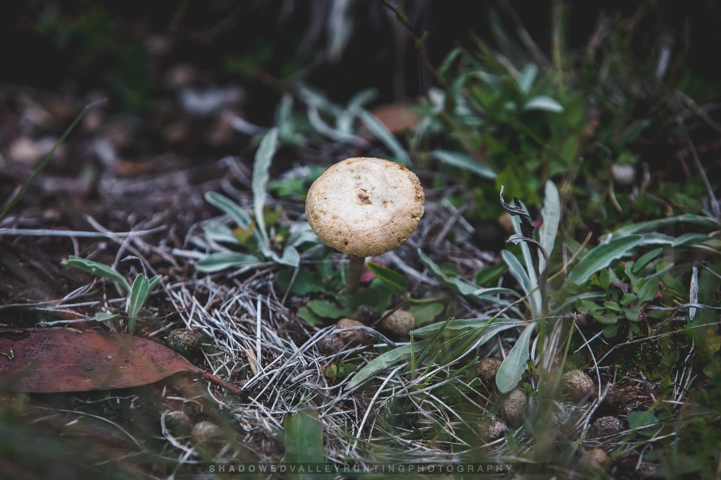 4D6A6102.jpg