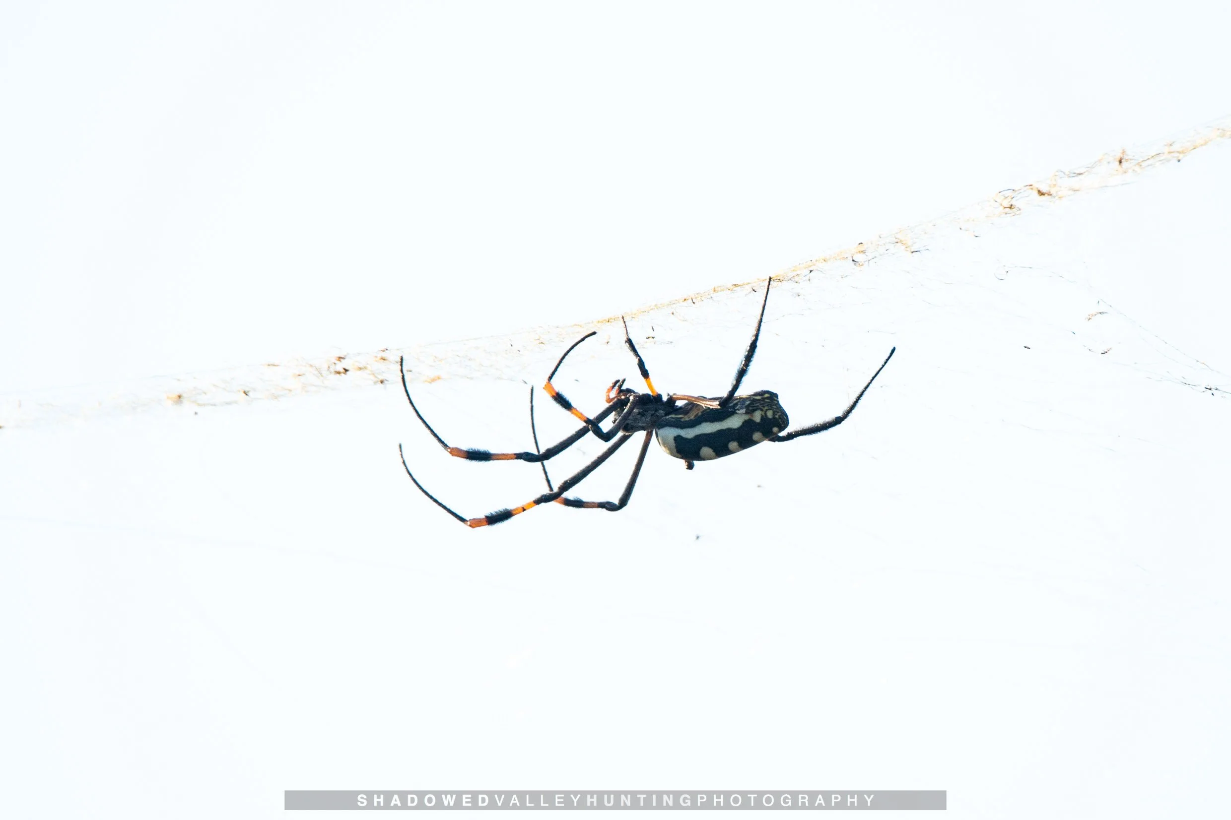 hex-36.jpg