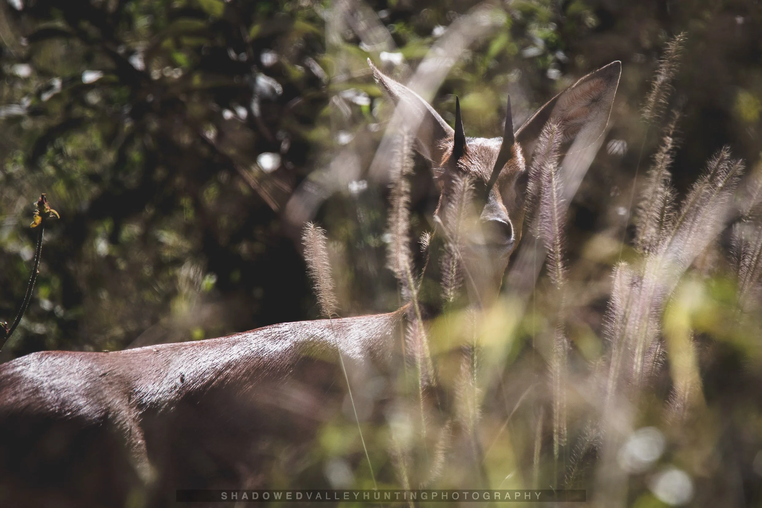 VA-18.jpg