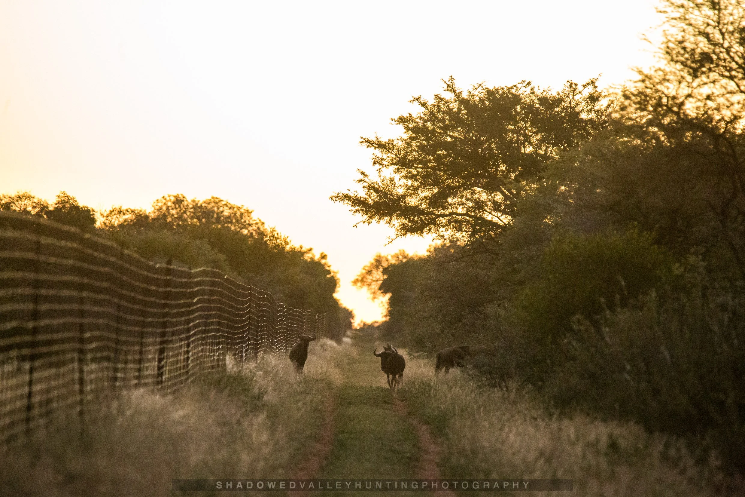 HEX38-23.jpg