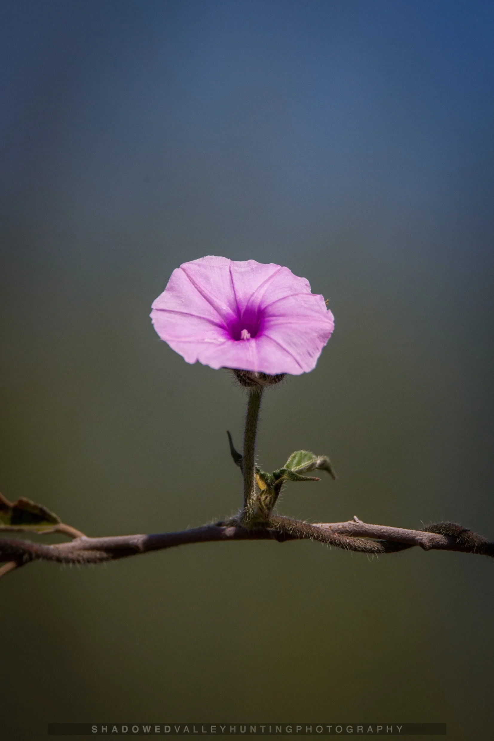 hex-14.jpg