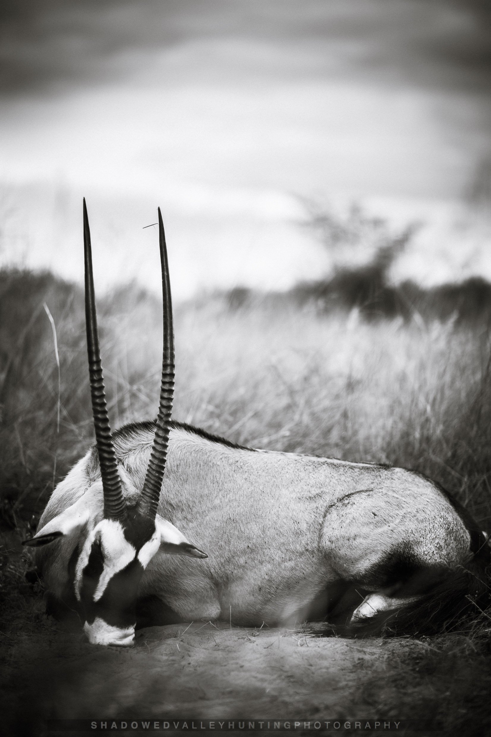 hex38-11.jpg