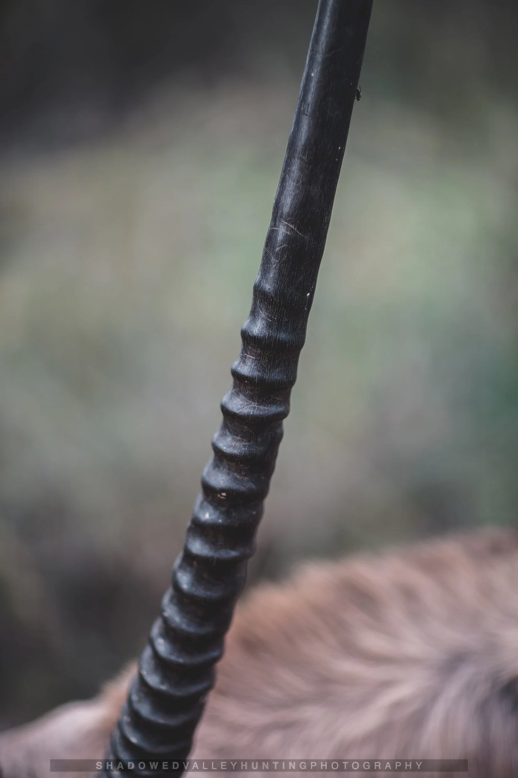 PP-4.jpg