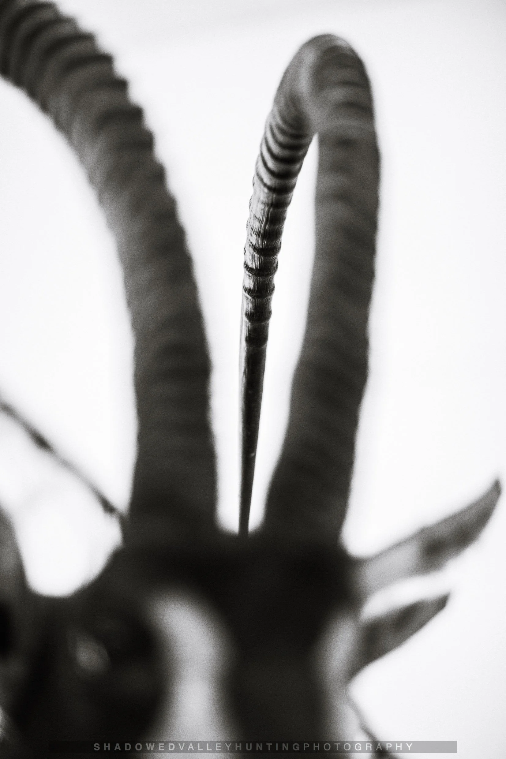 hex38-32.jpg