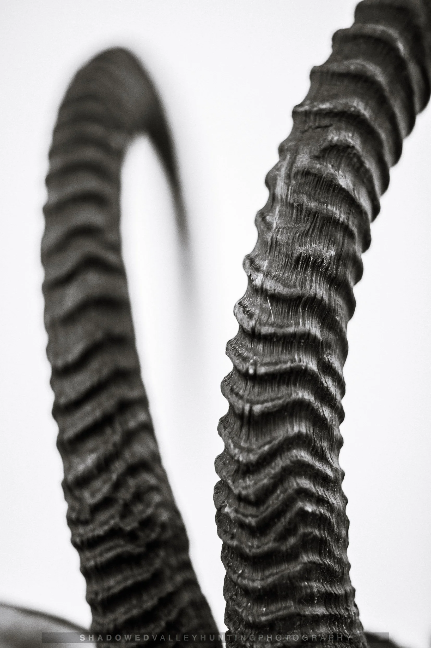 hex38-47.jpg