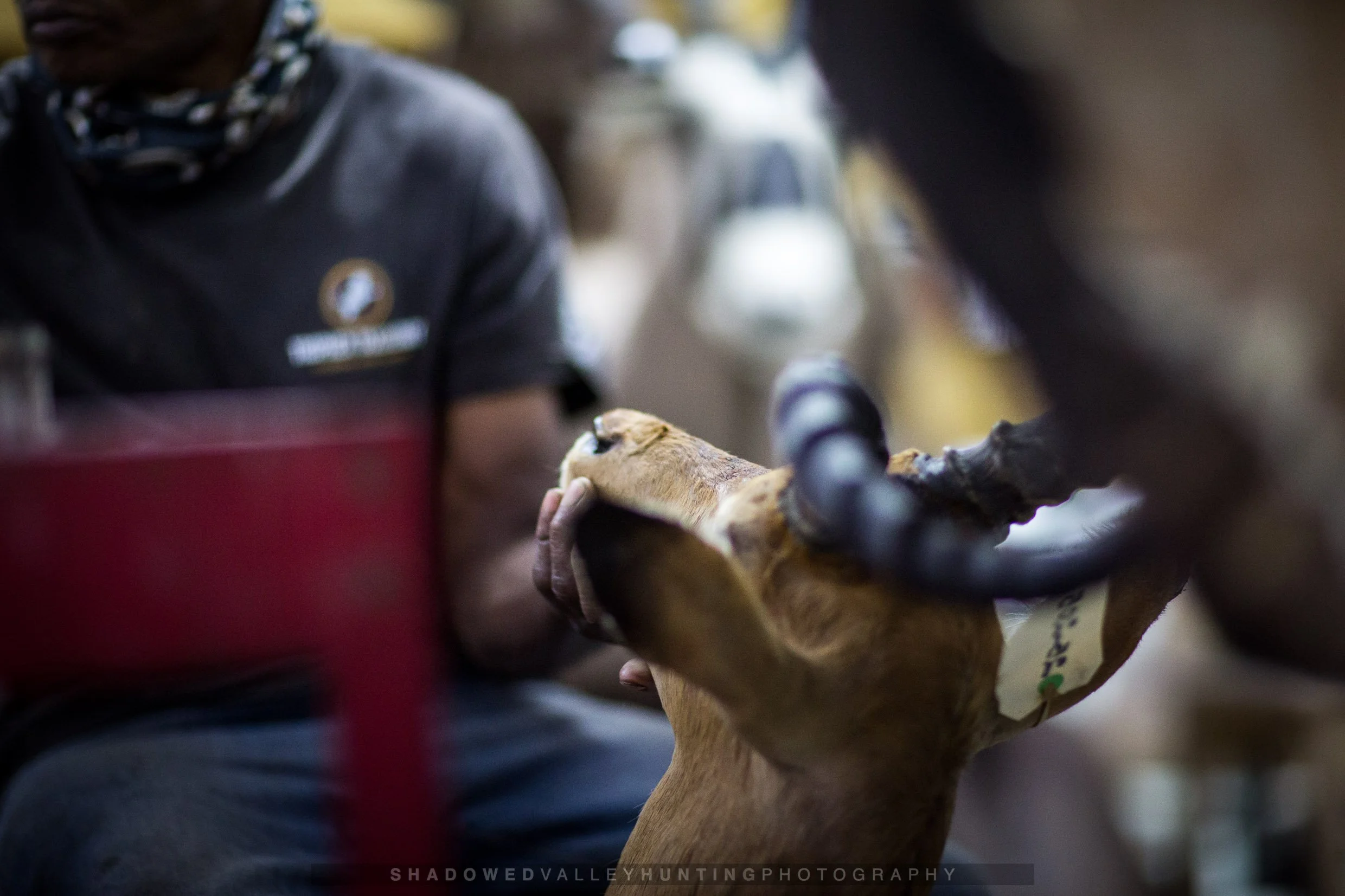 hex38-91.jpg