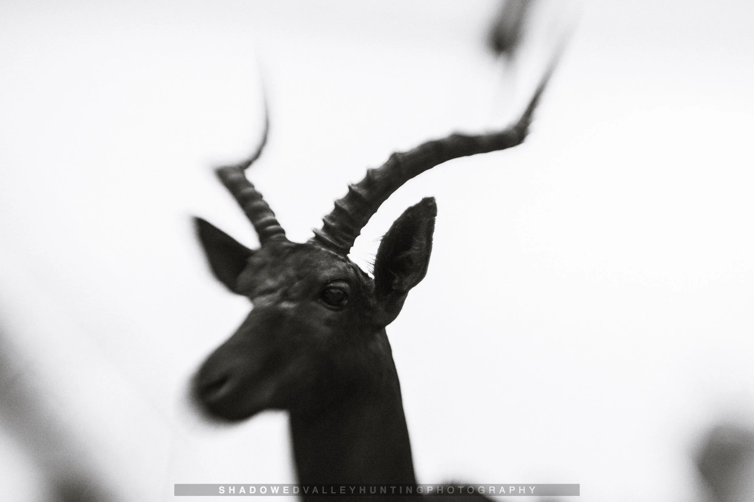 hex38-121.jpg