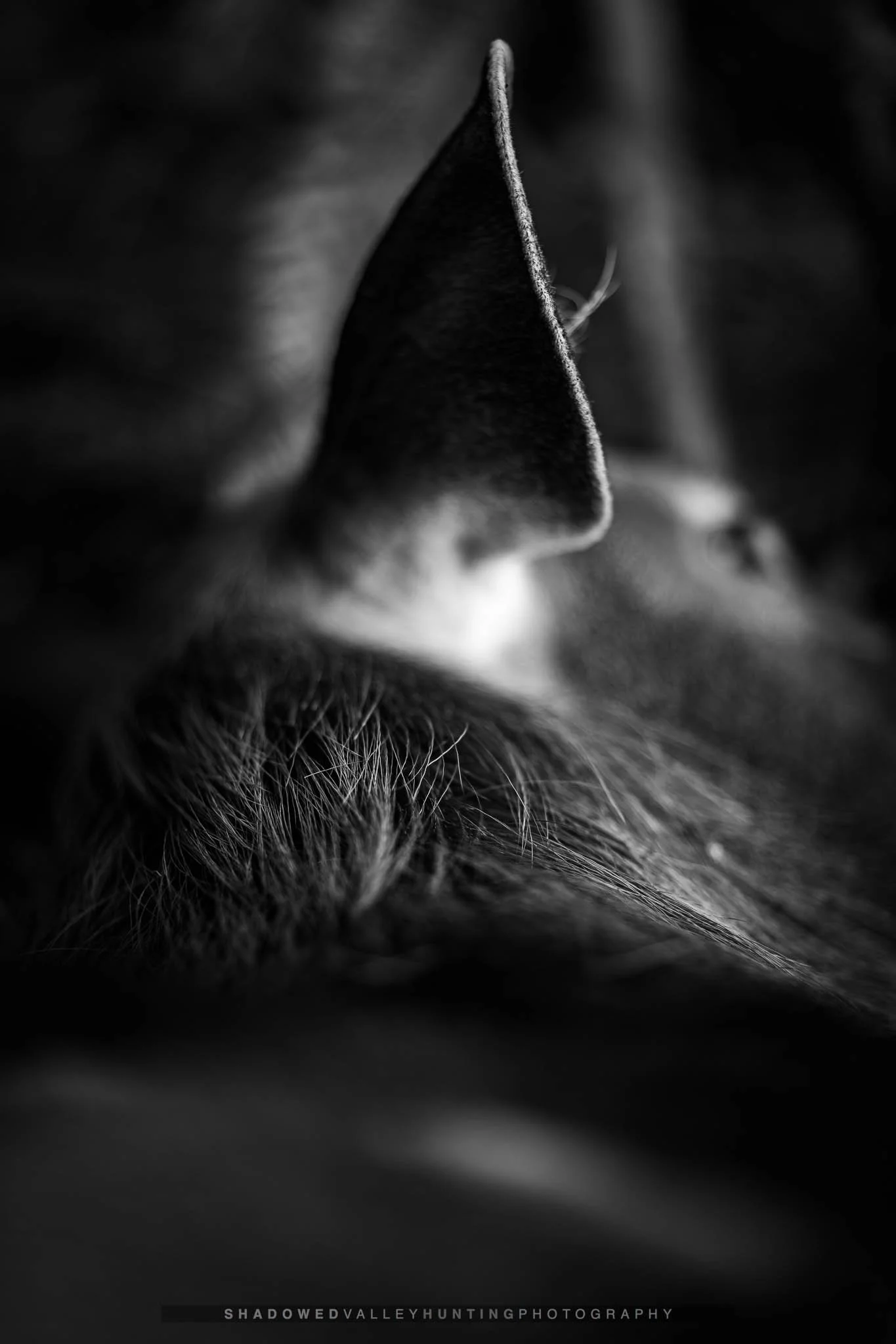 077A4339.jpg