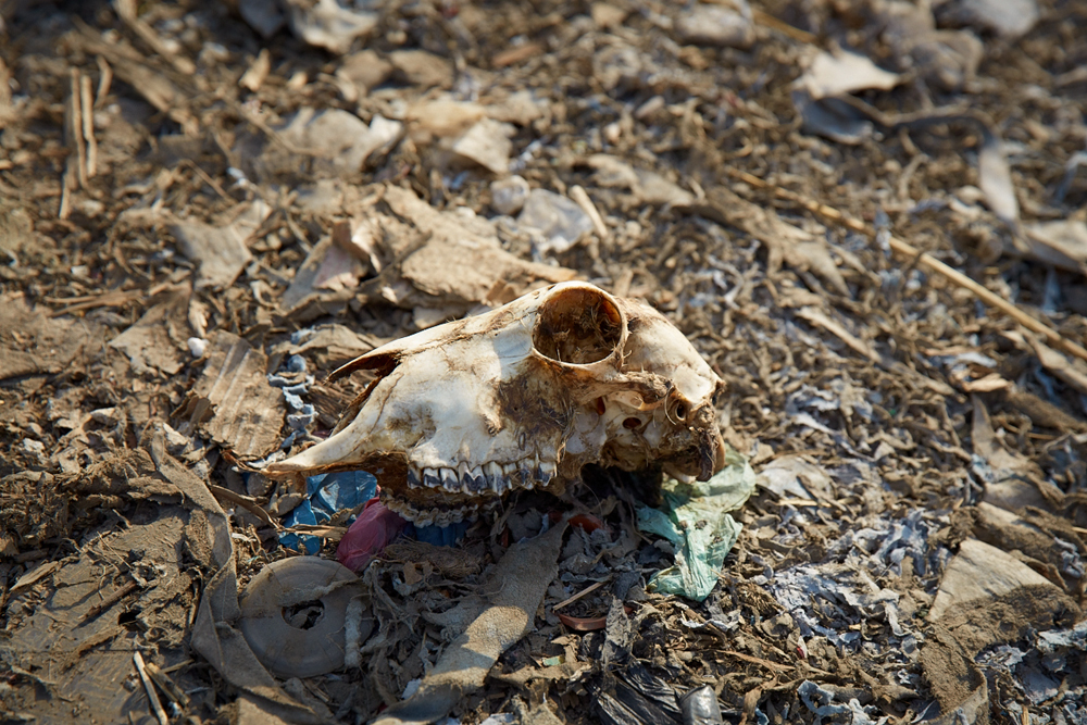  Goat Skull 