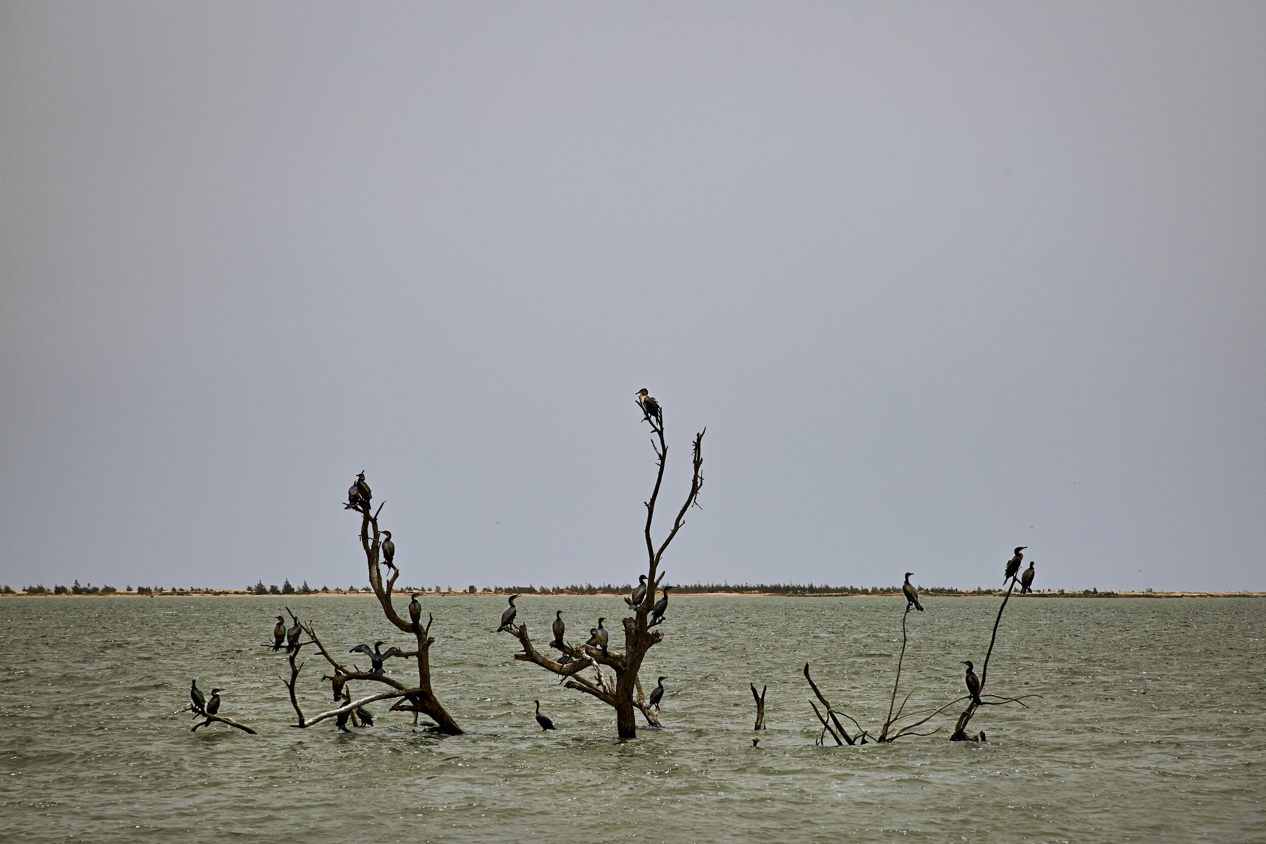  The tree that previously marked the center of the village of Doun Baba Dieye is now covered by water, taken over by cormorant birds.   Doun Baba Dieye was a village of fishermen, farmers and cattle people, south of Saint-Louis. Here- due to the chan