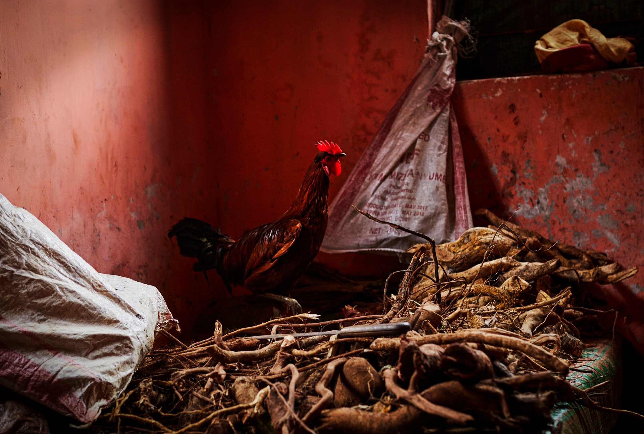   A rooster walks amidst roots used in traditional healing at Mwanahija Mzee’s clinic in Zanzibar City, Tanzania 