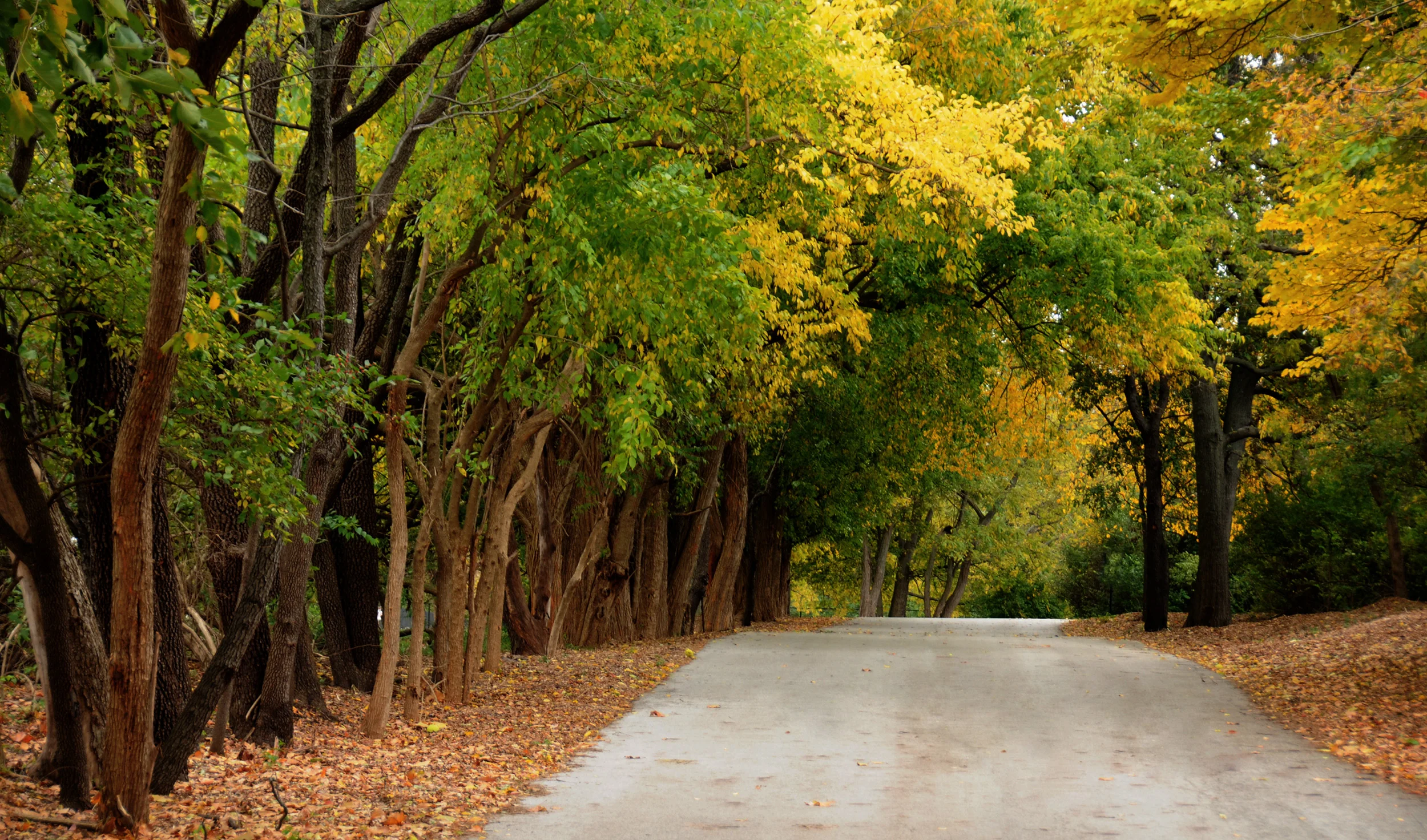 STLAbbey_Entrance_Trees.jpg