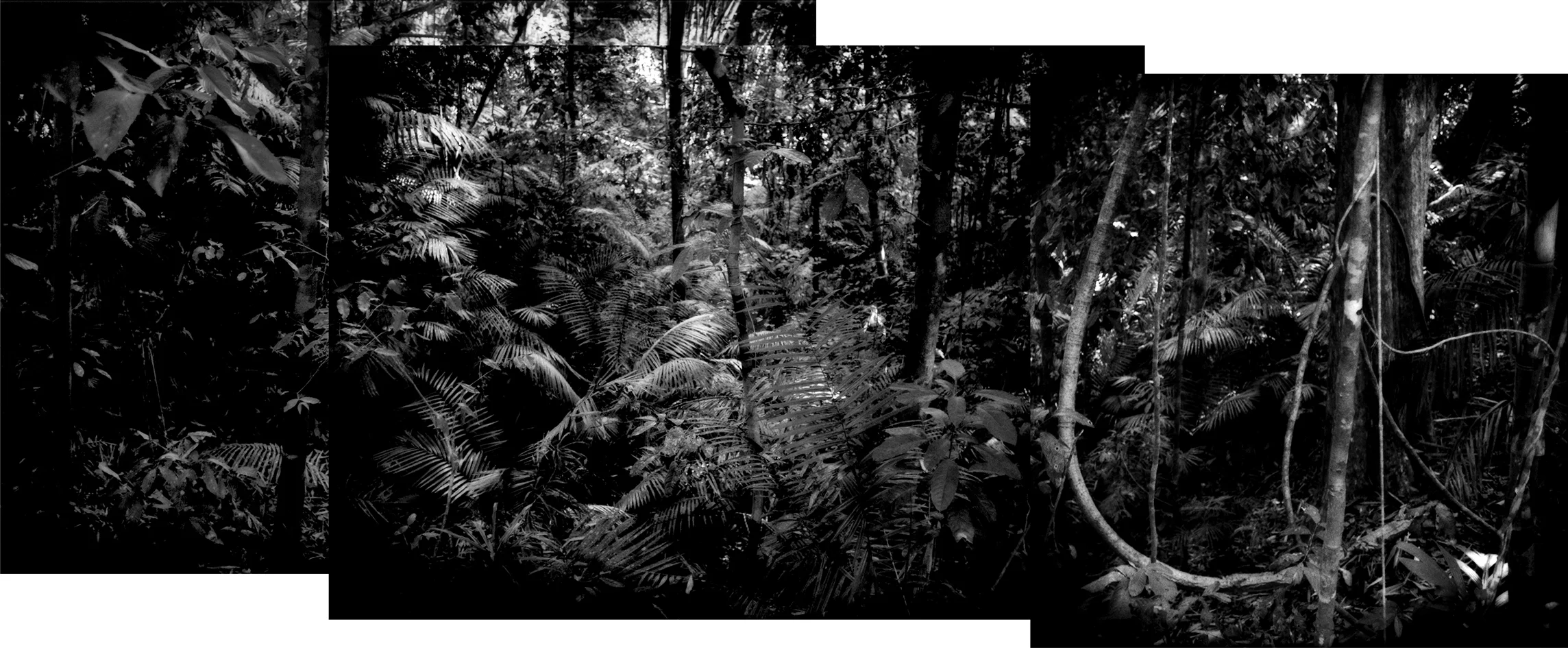 Palms in the undercanopy of the rainforest in Taman Negara National Park, 434,300 hectares (4,343 sq. km / 1,676 sq. miles) of protected 130 million year old primary rainforest that supports tigers, sumatran rhinoceros, Asian elephants, Malaysian gaur (wild bovine), tapir, gibbons, monkeys totaling over 200 species of terrestrial animals, over 300 species of birds and over 1,000 species of butterfly. Malaysia's dwindling rainforests are home to over 14,500 species of flowering plants and trees. This is the homeland of the Batek Negrito people.