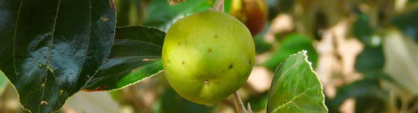 Pomme du Sahel
