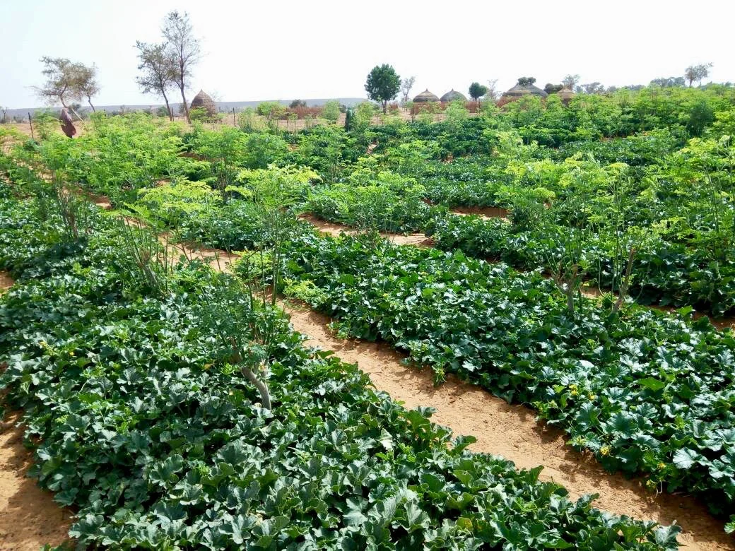 See the beautiful gardens of Izawitan!