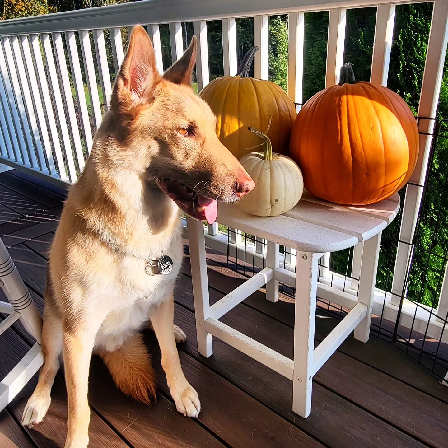 October Vibes #newhampshiredogs

#sheebaleedoo #bodvargingerwolf #Shepsky #shepskysofinstagram #October #punpkins