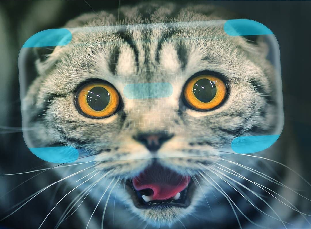 Catify VR