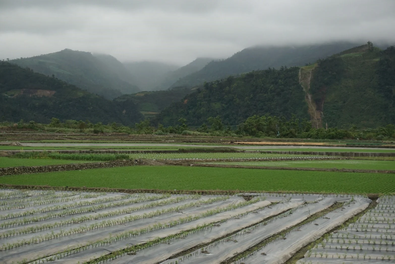 Rice plots in rural Taiwan. Photo by Yu Hsuan Amy Yang.