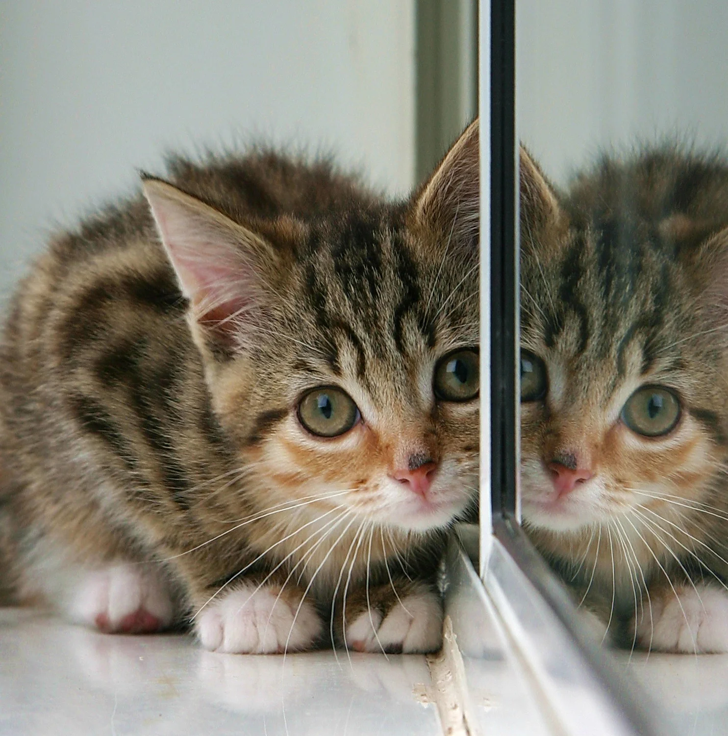 Obligatory cat pic. You're welcome.