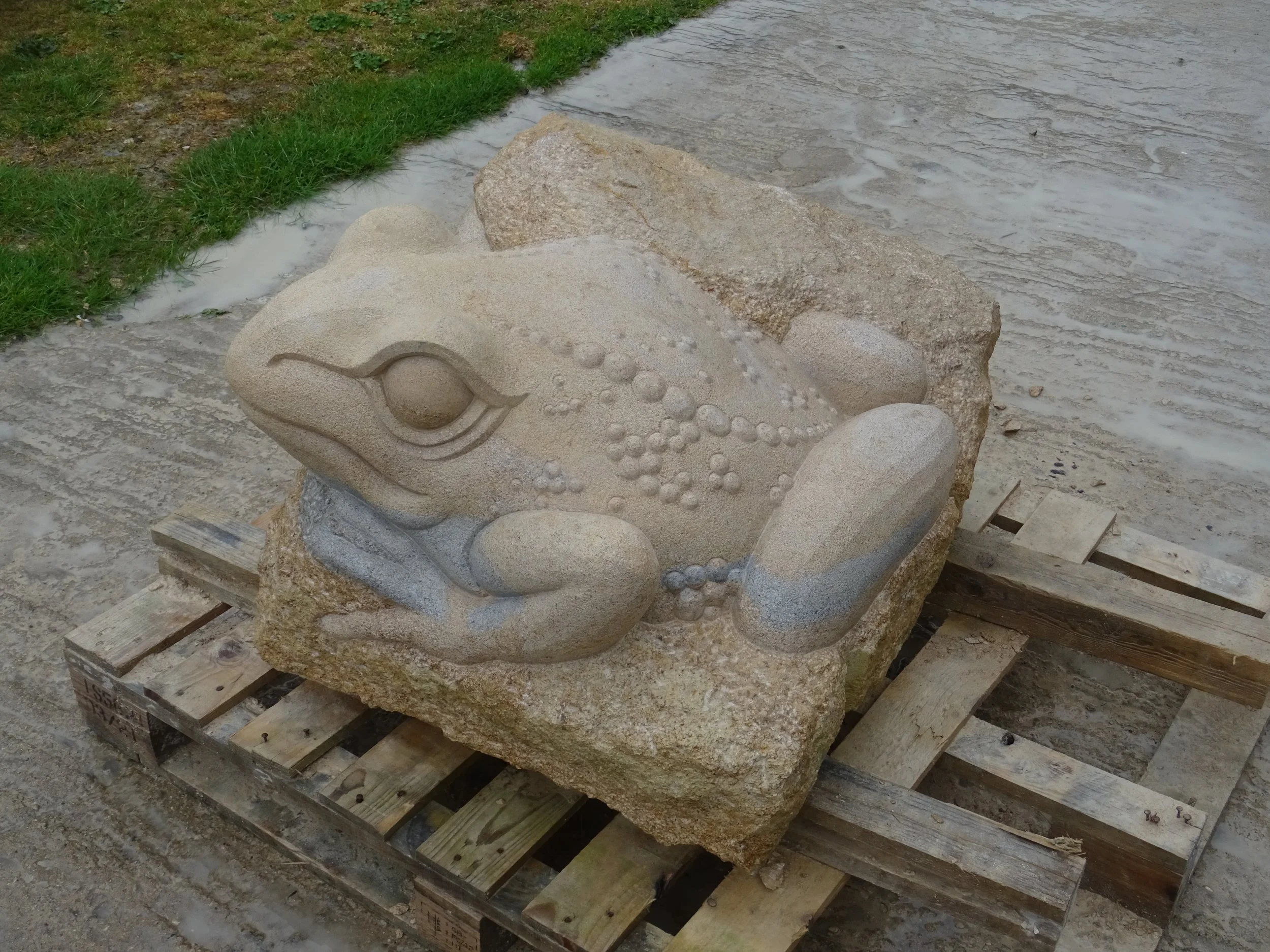 Toad