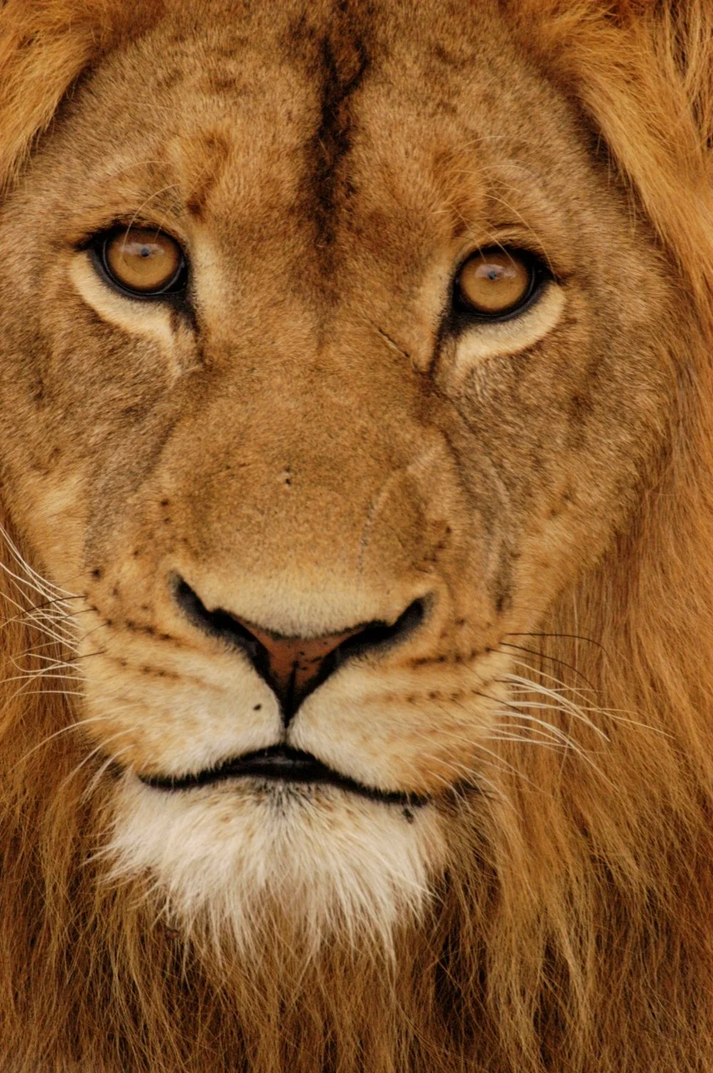 Wildlife-Environmental