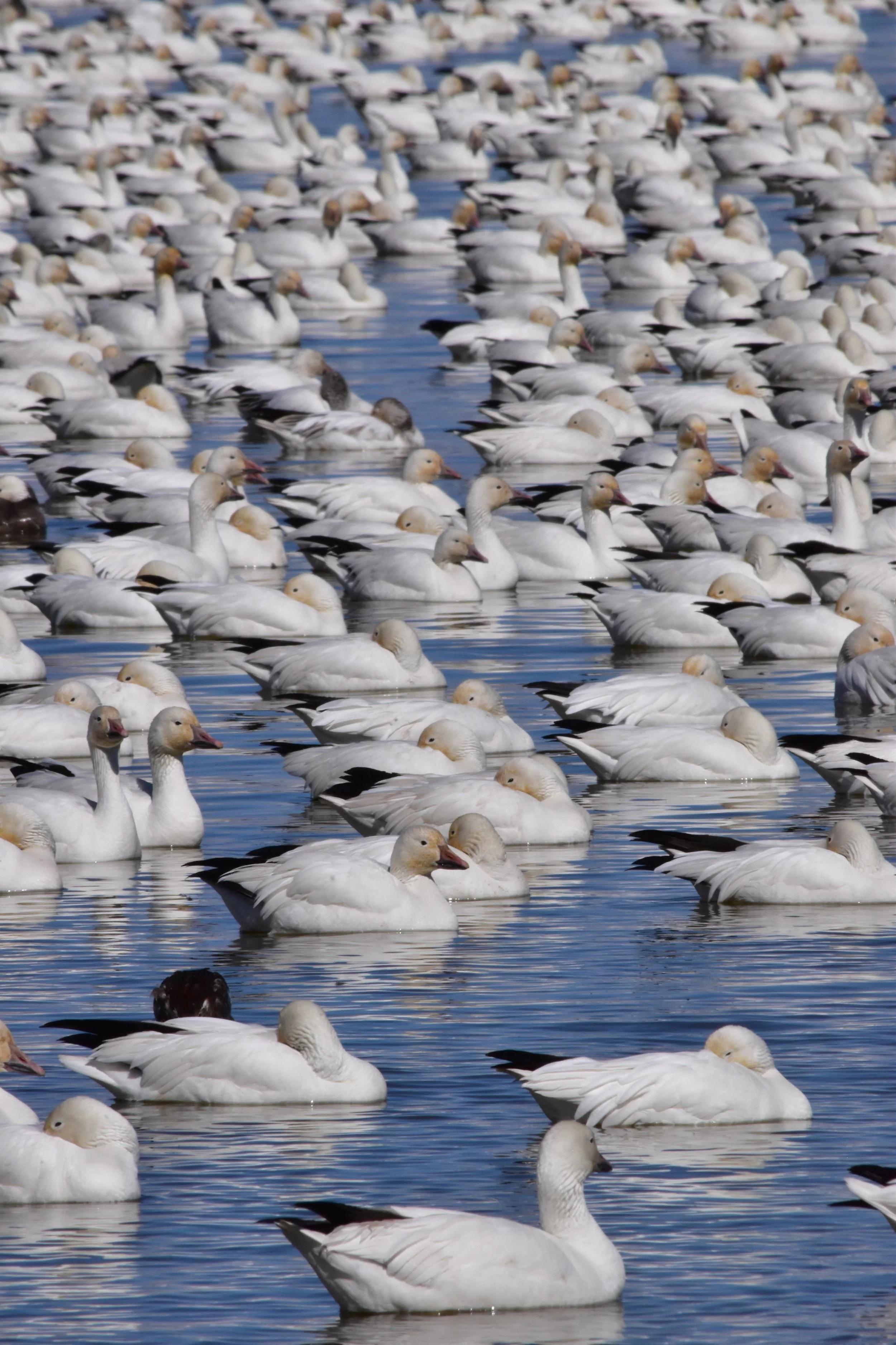 The Majesty of Birds