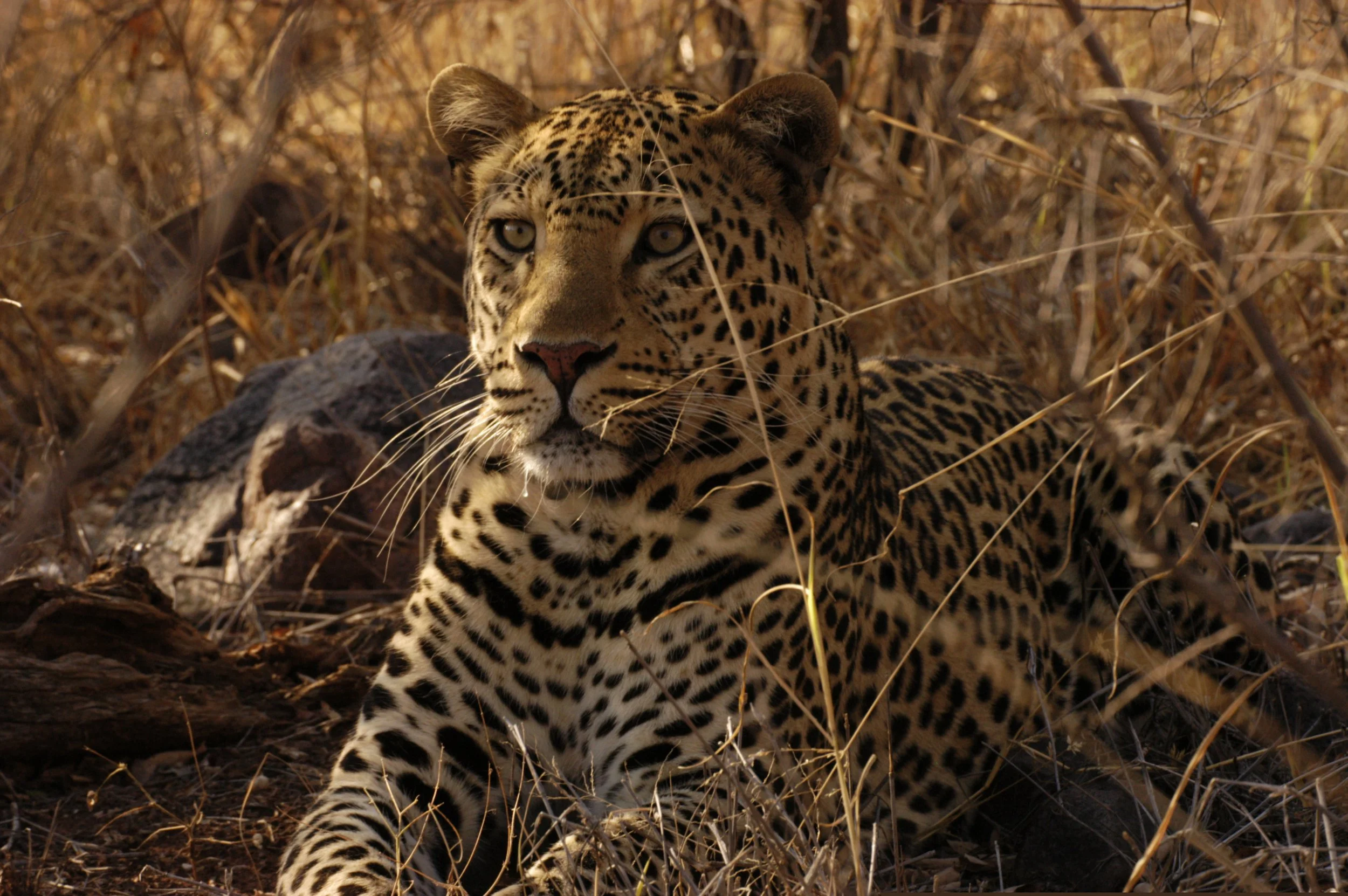 Leopards of the Soutpansberg