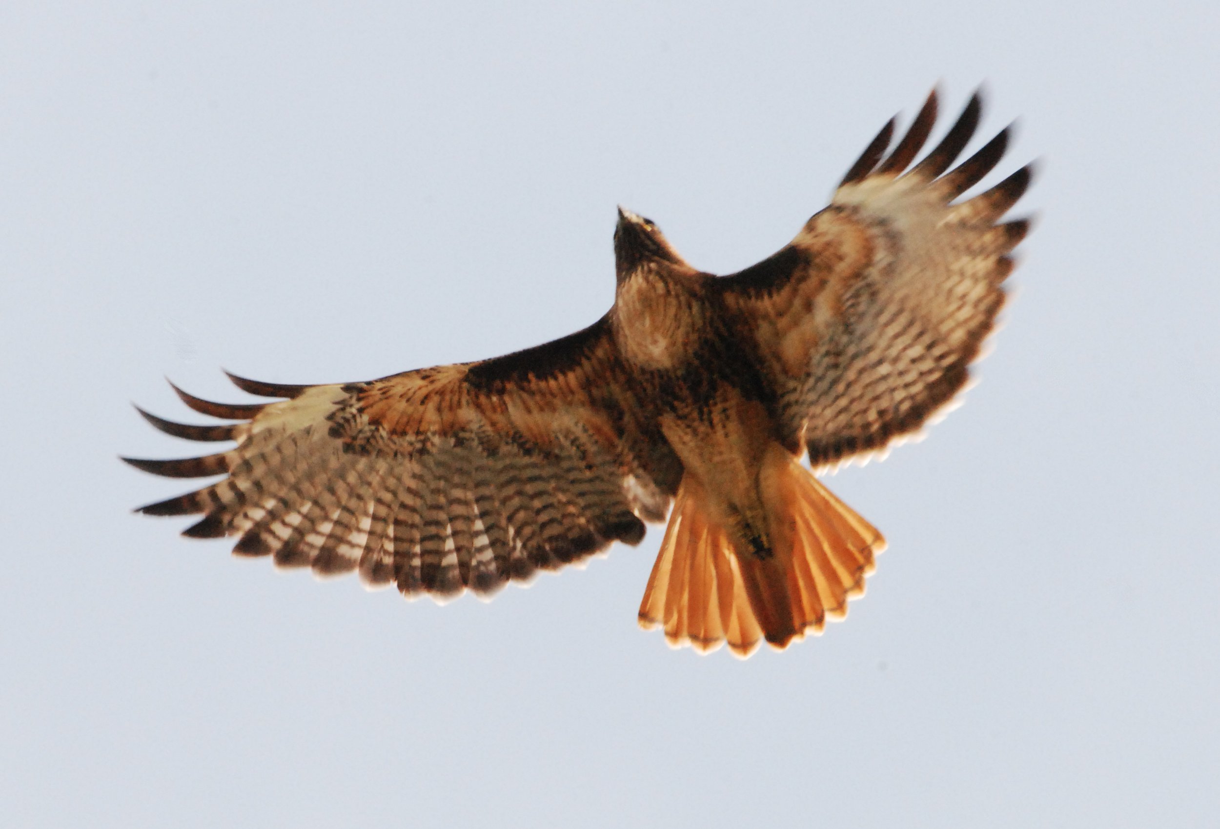 GDamron-049 copy.jpg