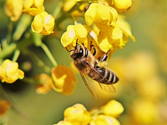 Photo_Gallery_Main_Bee_2.jpg