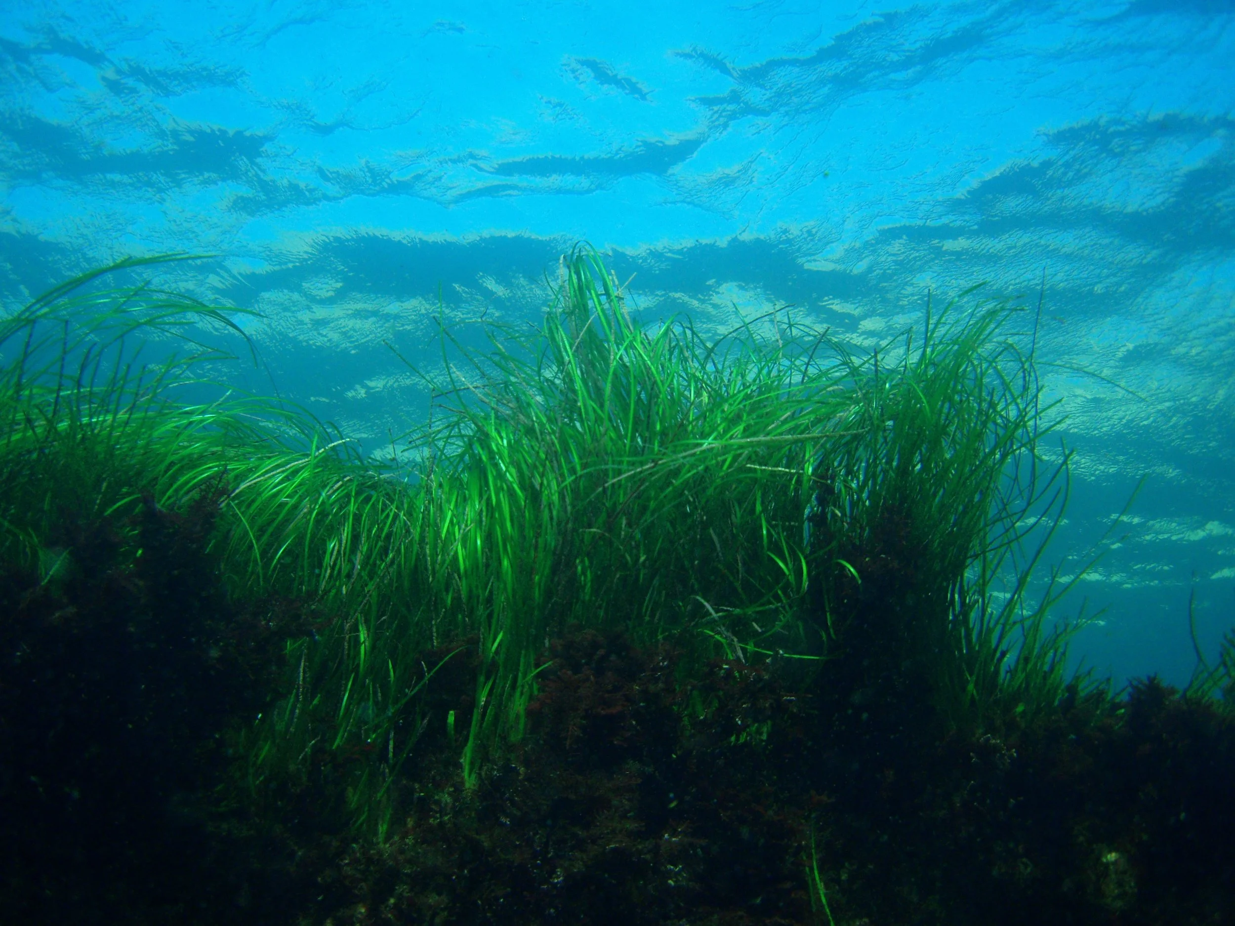 Sanc0067_-_Flickr_-_NOAA_Photo_Library.jpg