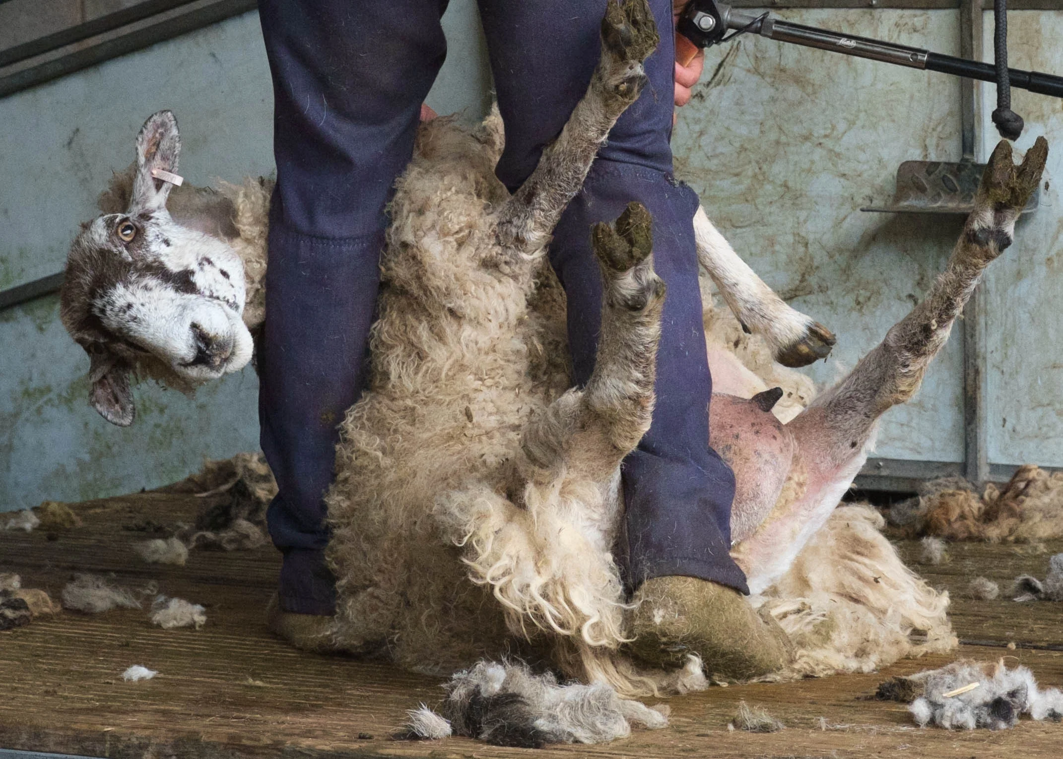 I never could find space in the Working Hands exhibition for this one. It was one of the sheep-shearing series. The sheep looks like it’s more interested in me than losing its coat.