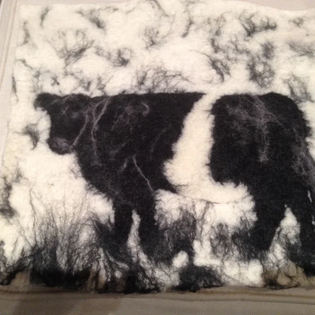  Belted Galloway, Cumbria  No longer available 