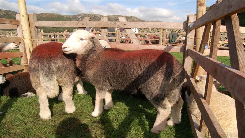 Eskdale Show