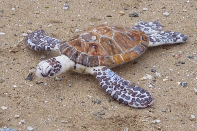 Green Sea Turtle