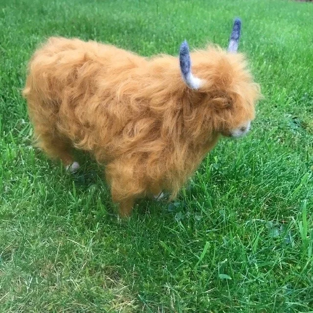 Highland Cow