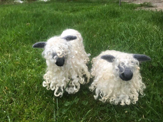 Wenslydale sheep