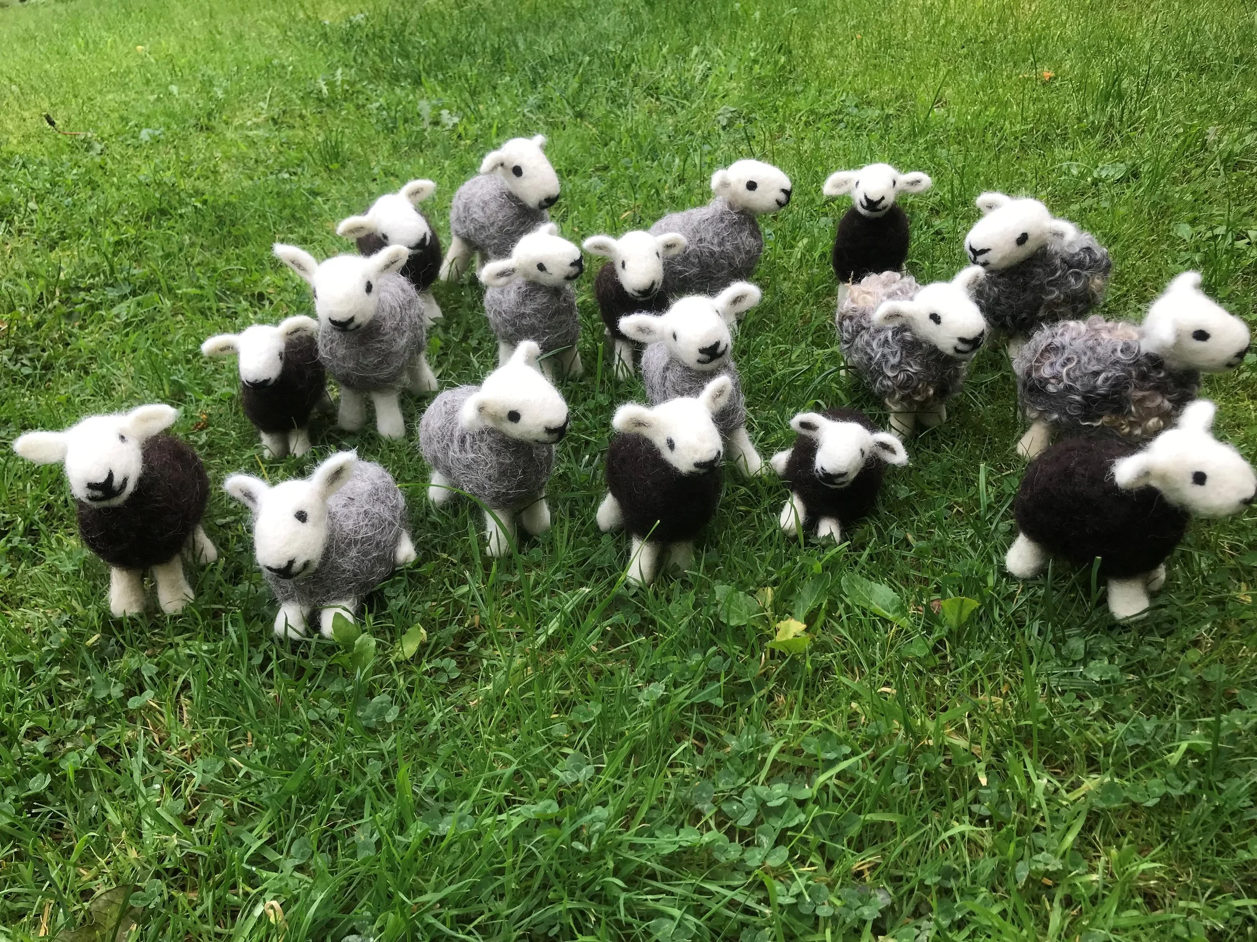 New Herdwick Flock